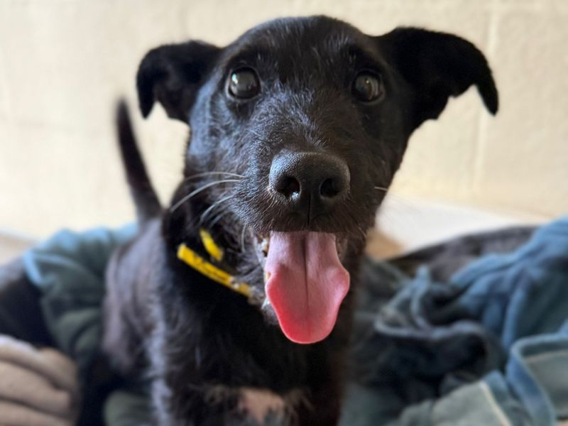 Badger | Terrier (Patterdale) Cross | Shrewsbury (Shropshire) - 1