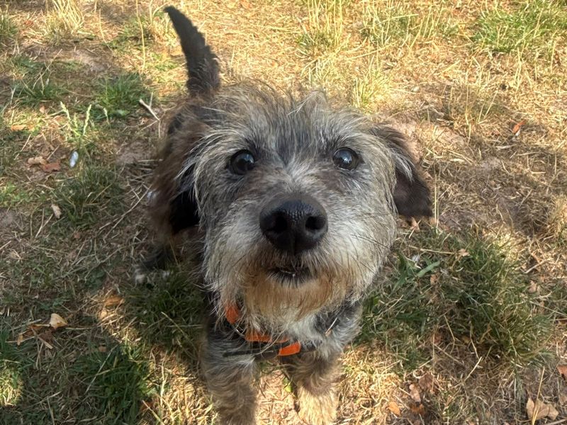 Tawny | Terrier (Jack Russell) Cross | Shrewsbury (Shropshire) - 2