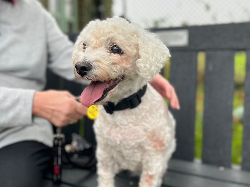 Abby | Bichon Frise | Bridgend (Wales) - 1