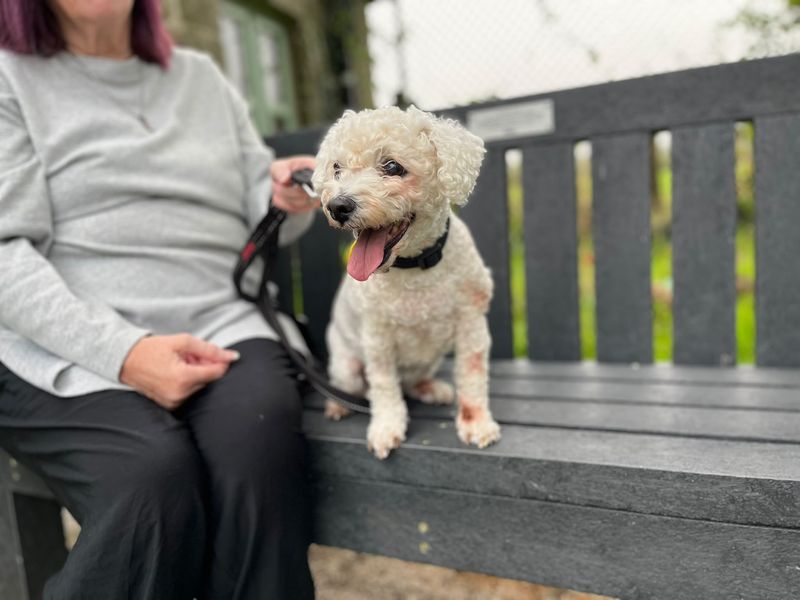 Abby | Bichon Frise | Bridgend (Wales) - 2