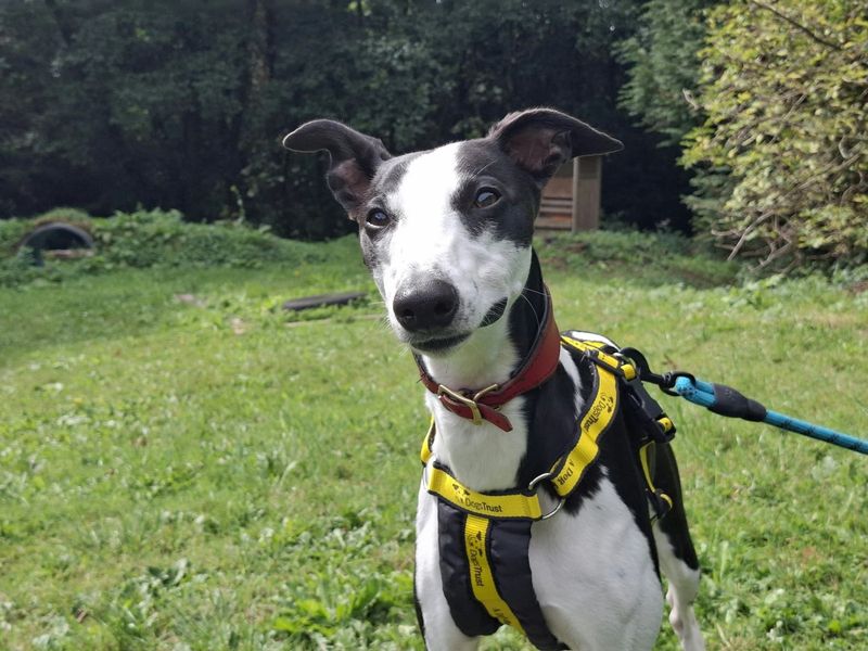 Biscuits | Whippet | Ilfracombe - 1