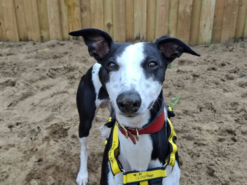 Biscuits | Whippet | Ilfracombe - 3