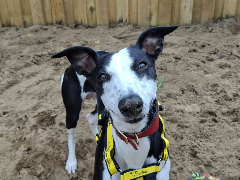 Biscuits | Whippet | Ilfracombe - 4