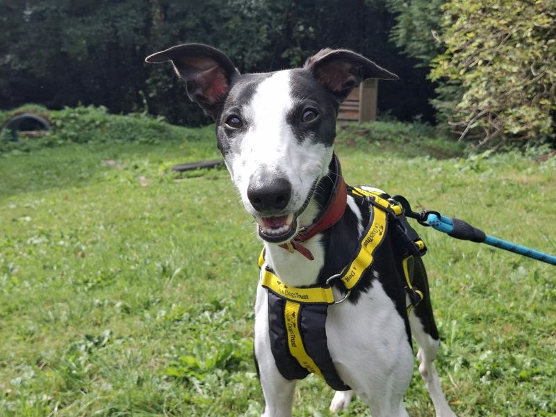 Biscuits | Whippet | Ilfracombe - 2