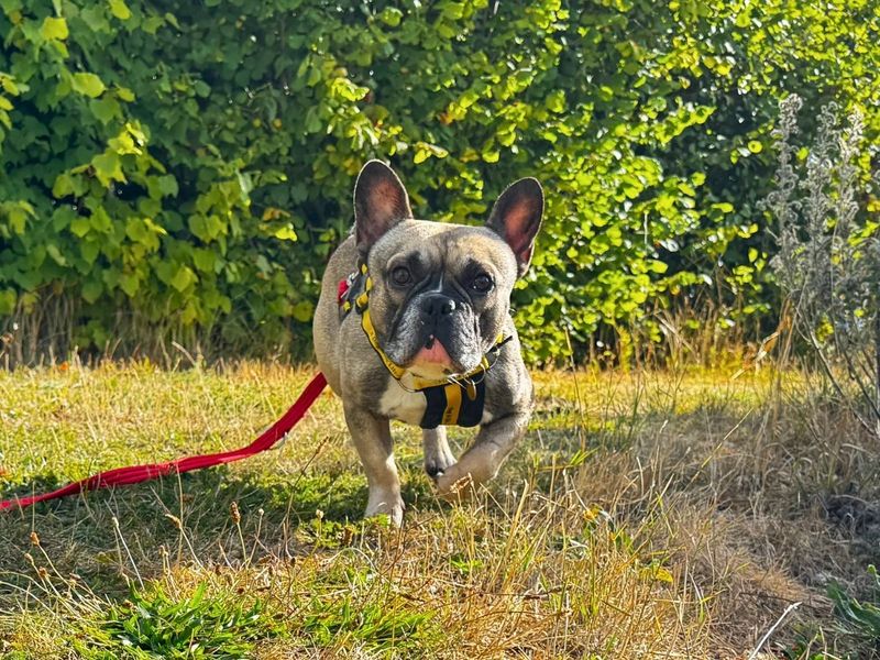 Hugo | French Bulldog | Salisbury (Wiltshire) - 6