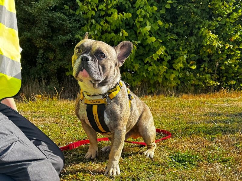 Hugo | French Bulldog | Salisbury (Wiltshire) - 1