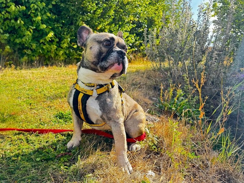 Hugo | French Bulldog | Salisbury (Wiltshire) - 4