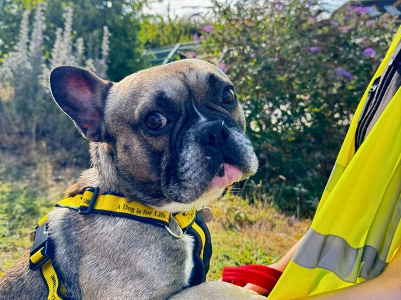 Hugo | French Bulldog | Salisbury (Wiltshire) - 2
