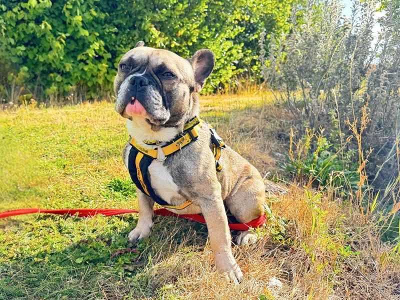 Hugo | French Bulldog | Salisbury (Wiltshire) - 7