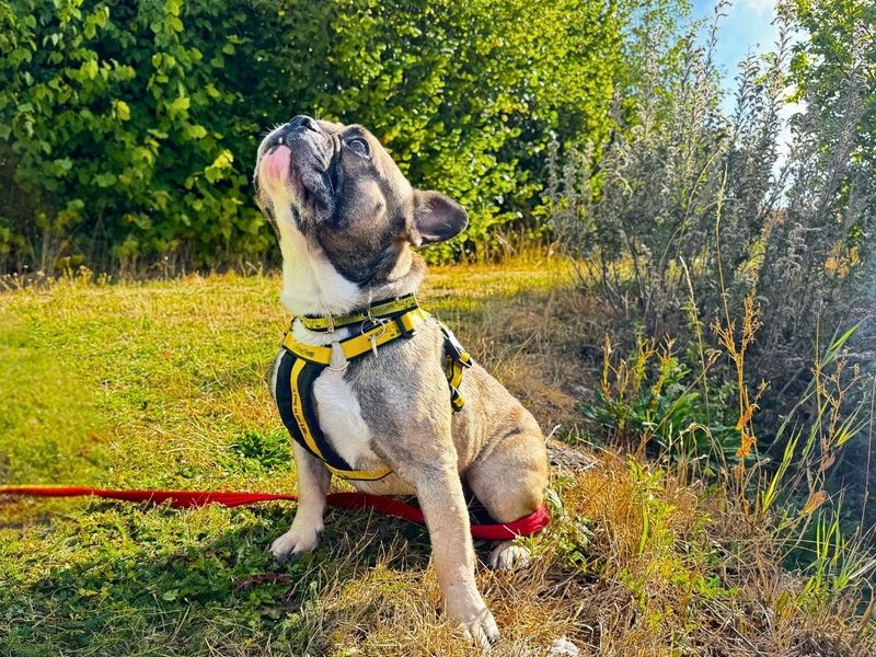 Hugo | French Bulldog | Salisbury (Wiltshire) - 3