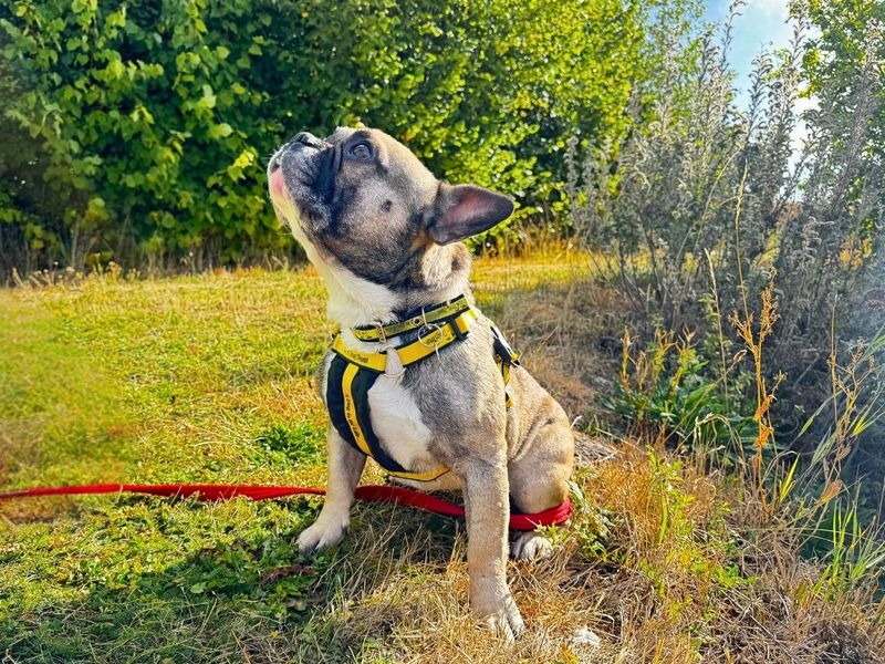 Hugo | French Bulldog | Salisbury (Wiltshire) - 5