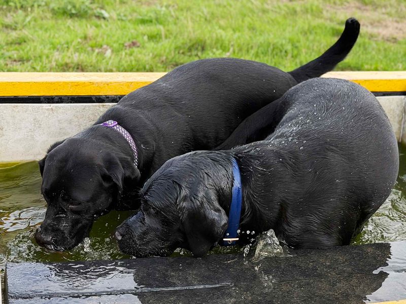 Jesse | Retriever (Labrador) | Leeds - 6