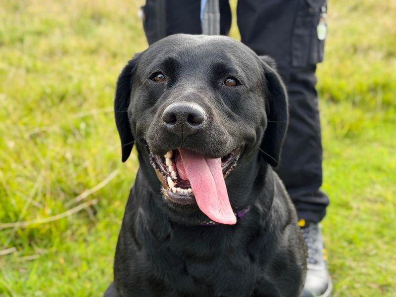 Jesse | Retriever (Labrador) | Leeds - 2