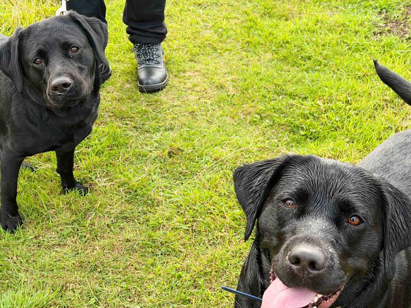 Jesse | Retriever (Labrador) | Leeds - 1