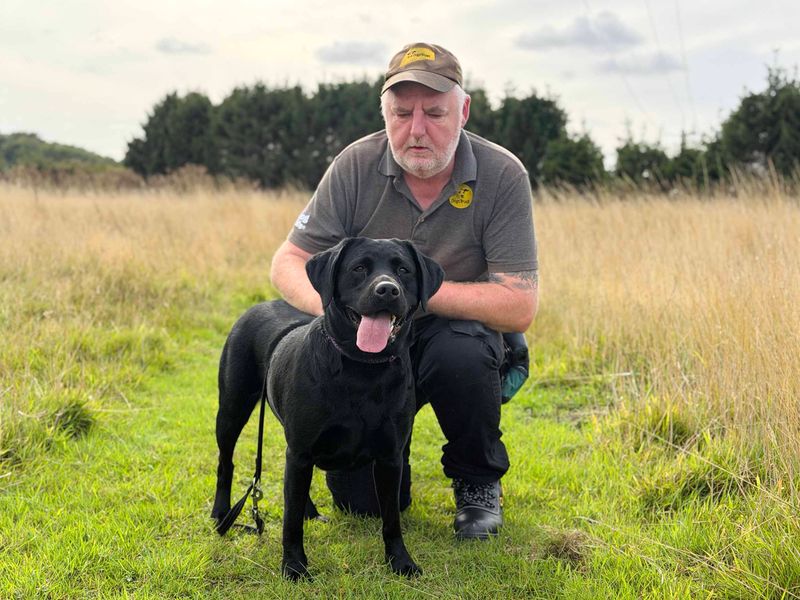 Jesse | Retriever (Labrador) | Leeds - 4