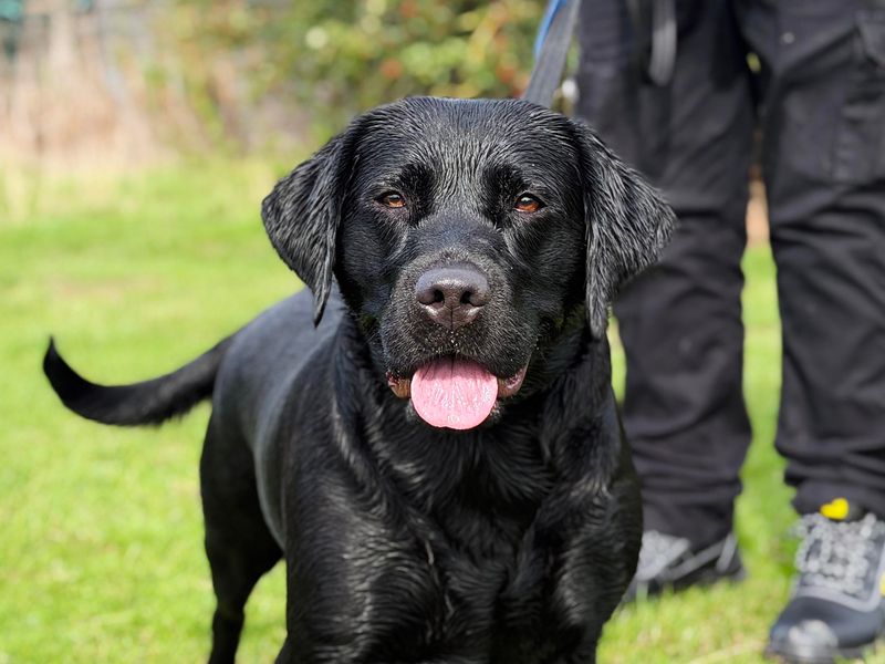 Jesse | Retriever (Labrador) | Leeds - 3