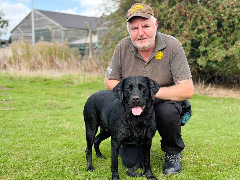 Jesse | Retriever (Labrador) | Leeds - 5