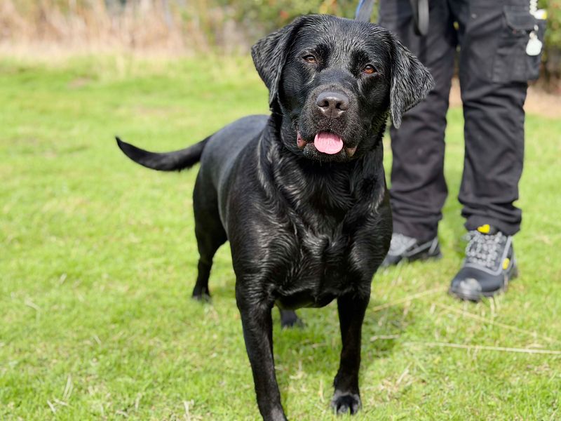 Nezuko | Retriever (Labrador) | Leeds - 4