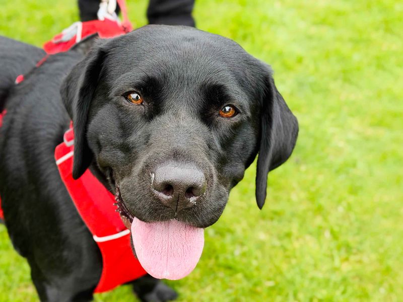 Nezuko | Retriever (Labrador) | Leeds - 1