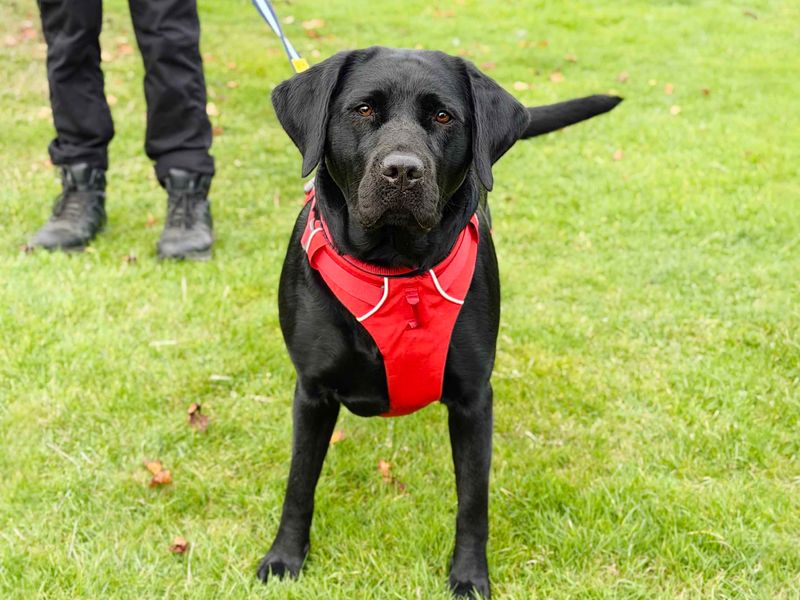 Nezuko | Retriever (Labrador) | Leeds - 5