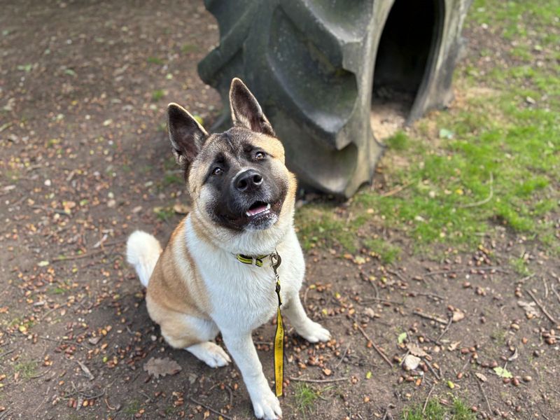 Skyla | Akita | Canterbury - 1
