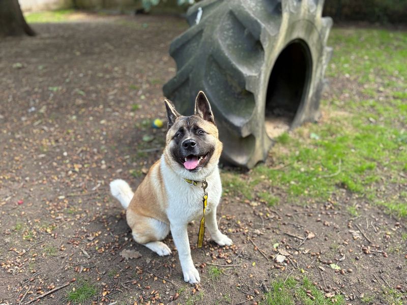 Skyla | Akita | Canterbury - 2