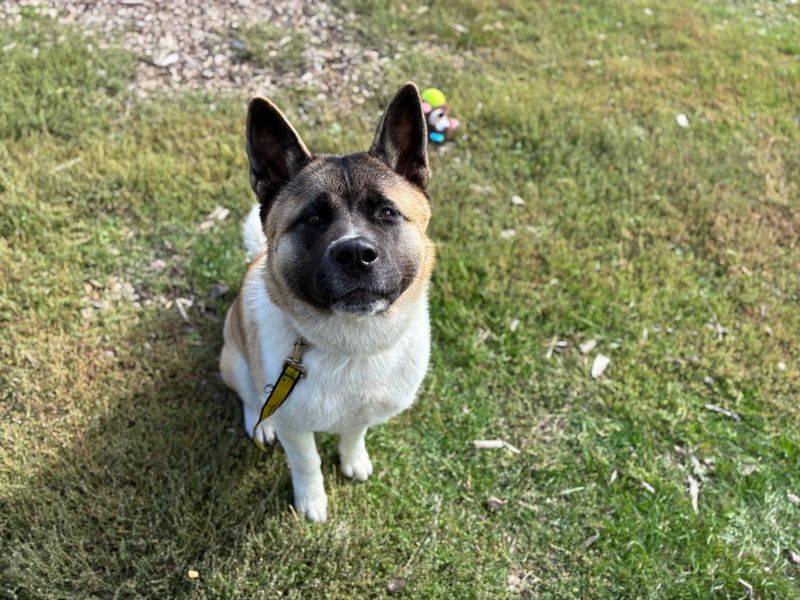 Skyla | Akita | Canterbury - 3