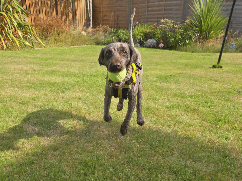 Harley | Poodle (Miniature) | Dundee - 5
