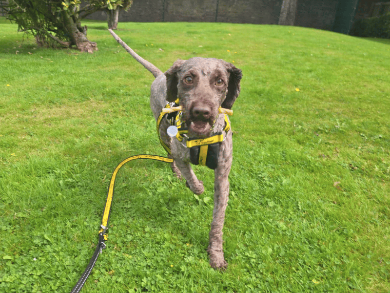 Harley | Poodle (Miniature) | Dundee - 1