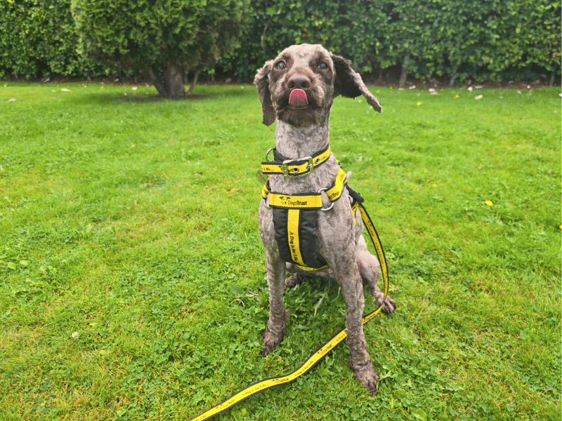 Harley | Poodle (Miniature) | Dundee - 3