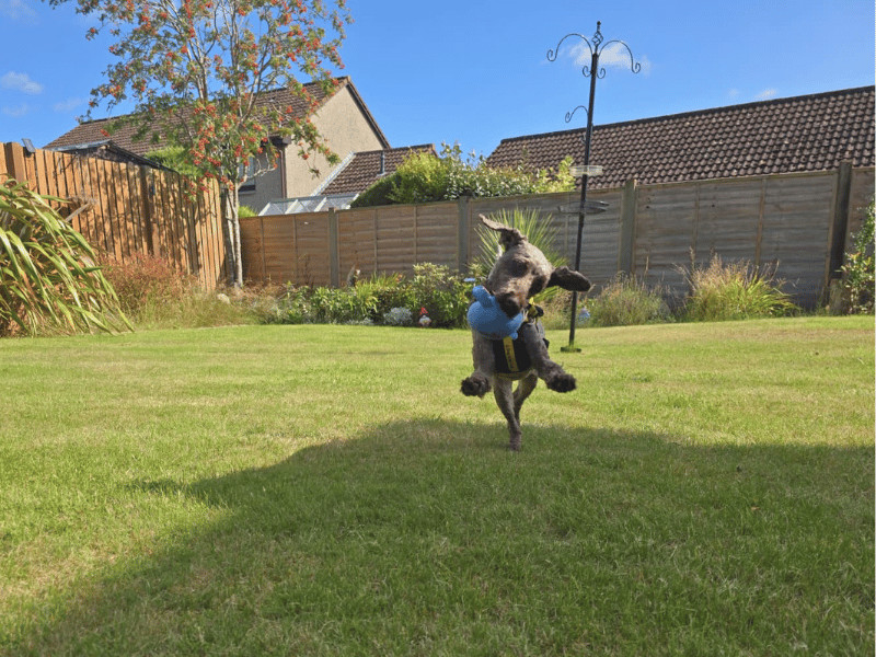 Harley | Poodle (Miniature) | Dundee - 4
