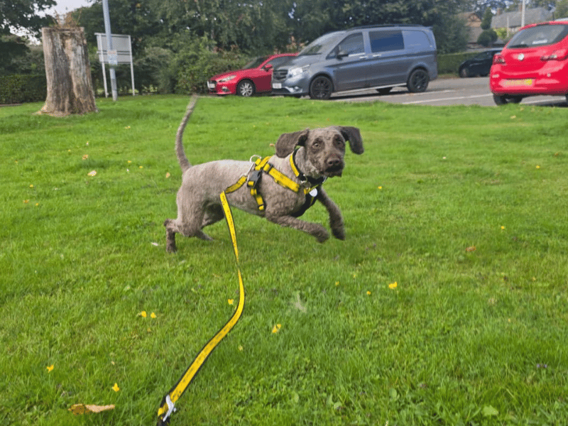 Harley | Poodle (Miniature) | Dundee - 2