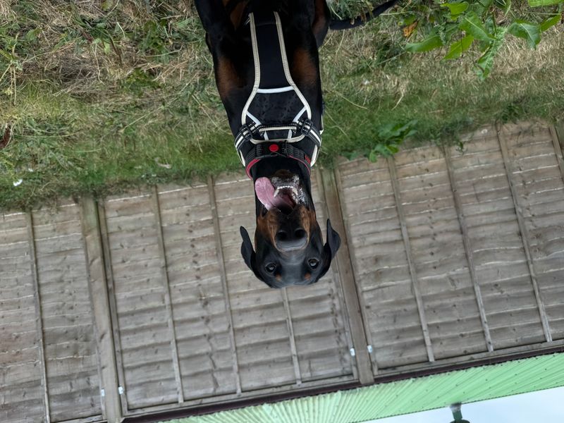 Vinnie | Dobermann | Bridgend (Wales) - 2