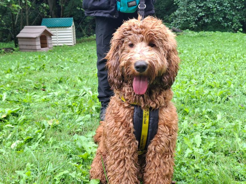 Teddy | Poodle (Standard) Cross | Ilfracombe - 1