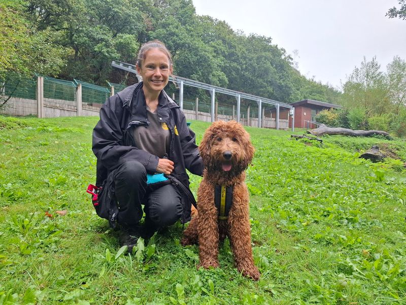 Teddy | Poodle (Standard) Cross | Ilfracombe - 3