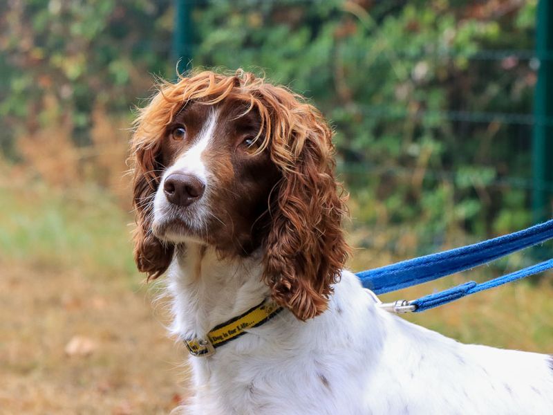 Gabi | Spaniel (English Springer) | Evesham (Worcestershire) - 1