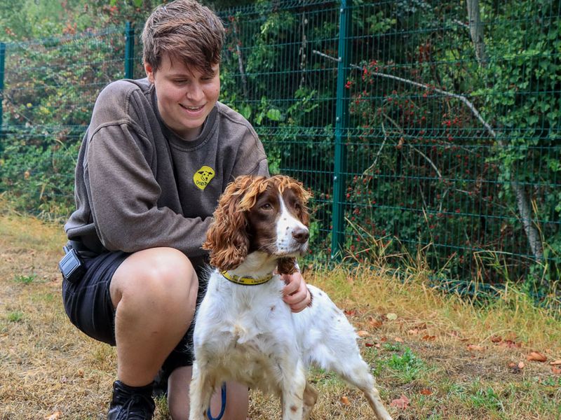 Gabi | Spaniel (English Springer) | Evesham (Worcestershire) - 3