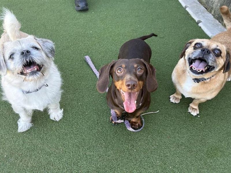 Betty, Doris & Fable | Shih Tzu Cross | Cardiff - 2