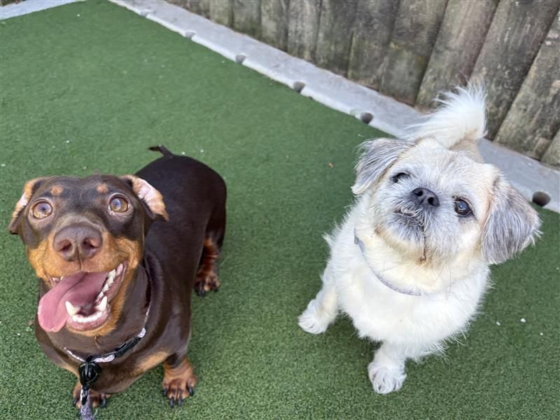 Pug Dogs And Puppies For Adoption