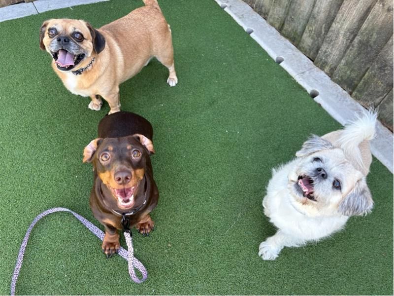 Betty, Doris & Fable | Shih Tzu Cross | Cardiff - 3
