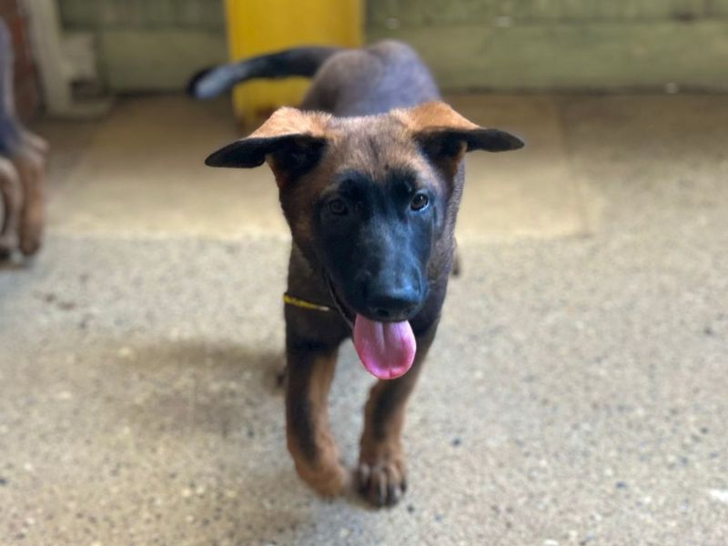 Dr. Strange | German Shepherd Dog Cross | Snetterton (Norfolk) - 3
