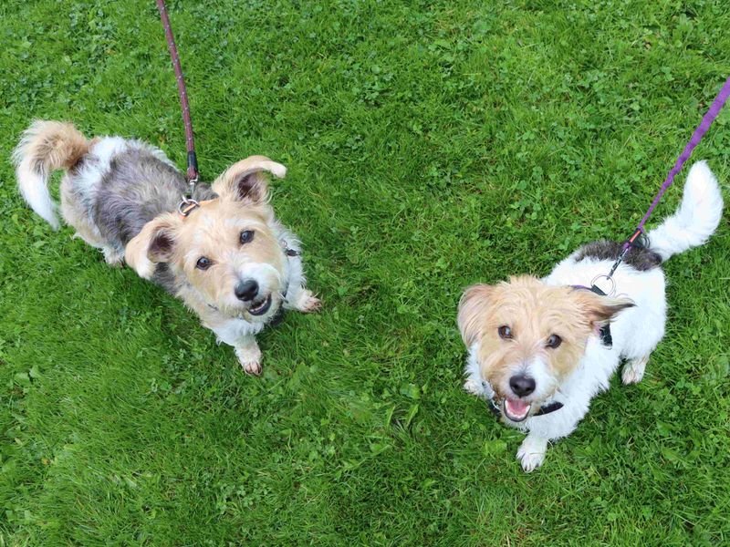 Jack Russell Terrier Dogs And Puppies For Adoption