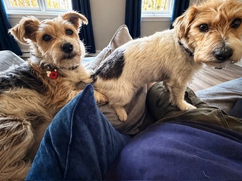 Daisy & Poppy | Terrier (Jack Russell) | Glasgow - 6