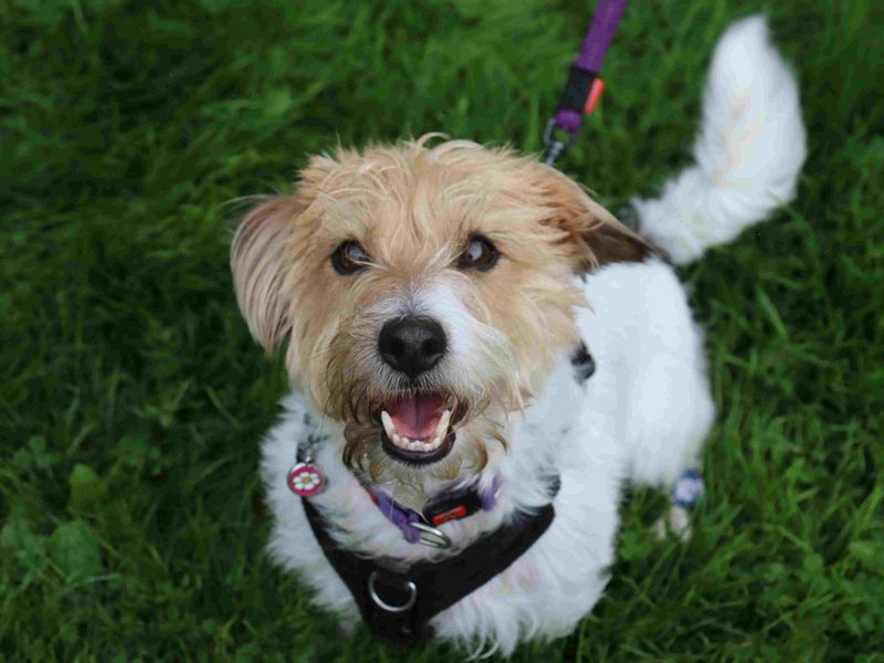 Daisy & Poppy | Terrier (Jack Russell) | Glasgow - 2