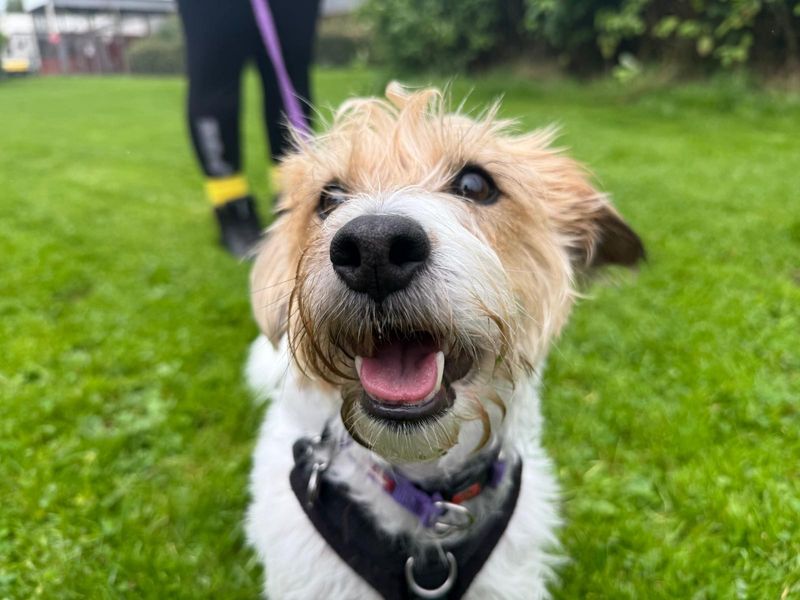 Daisy & Poppy | Terrier (Jack Russell) | Glasgow - 5