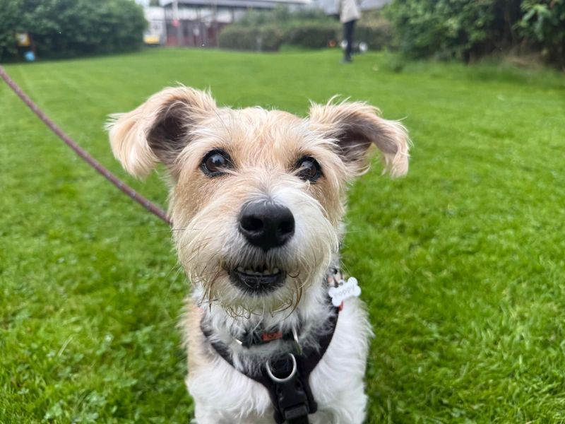 Daisy & Poppy | Terrier (Jack Russell) | Glasgow - 3