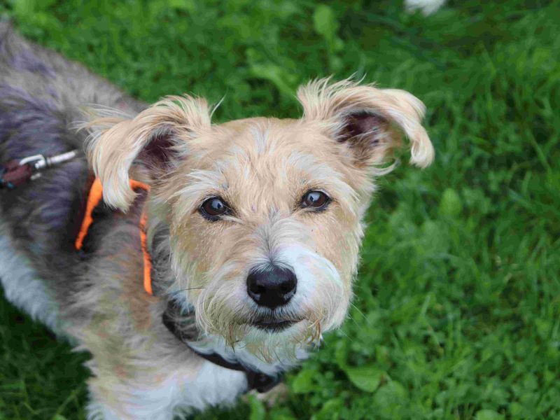 Daisy & Poppy | Terrier (Jack Russell) | Glasgow - 4