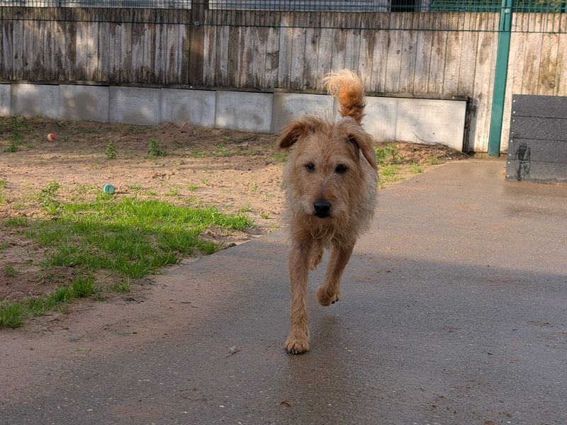 Beagle | Terrier (Lakeland) Cross | Loughborough - 2