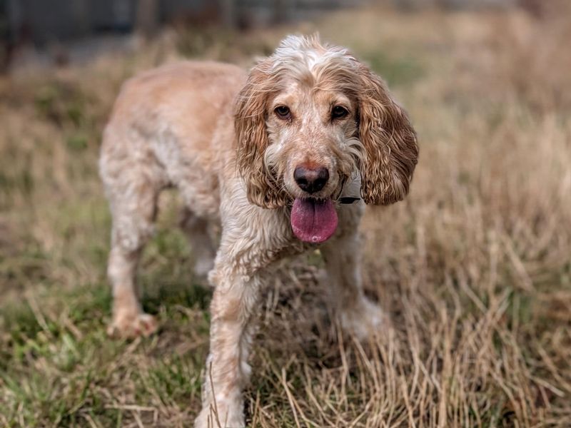 Bailey - Image 3 of 4