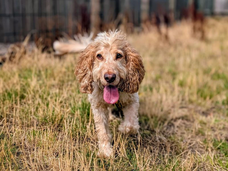 Bailey | Spaniel (Cocker) | Cardiff - 2